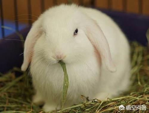 宠物兔拉肚子怎么配药:兔子拉肚子全身臭，宠物兔子怎么养不会臭？
