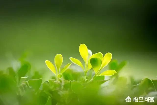 你最熟悉的描写初春景色的古诗词是哪首？