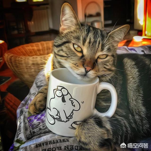 小猫 乱咬:怎么纠正猫咪爱咬人的习惯？