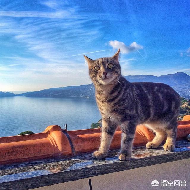 小猫 乱咬:怎么纠正猫咪爱咬人的习惯？