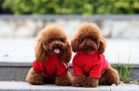 泰迪狗和贵夫人狗图片价格表:泰迪犬是越贵越纯种吗？还需要看什么地方去判断吗？