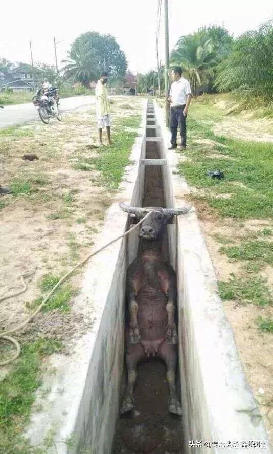微信搞笑评论:有哪些“神回复”让你笑到窒息