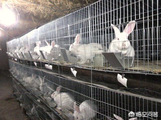 治疗兔子:兔子上火眼睛睁不开，治疗兔子眼皮红肿的方法是什么？