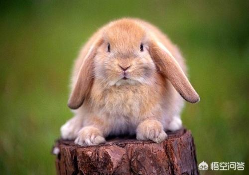 兔子吃什么会拉肚子:兔子吃蔬菜容易导致腹泻乃至有可能致命的原理？