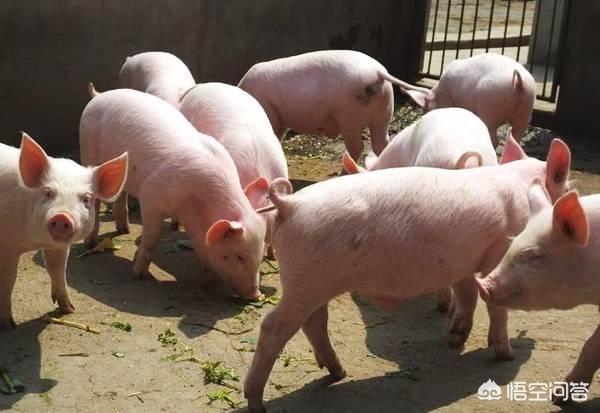 生猪养殖企业的难点，有人认为，目前进入生猪养殖行业是一个难得的机遇，真的是这样吗