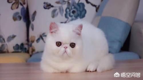 伽菲猫的图片:为什么有些加菲猫比其他的猫贵？