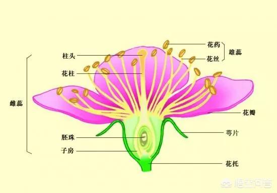 头条问答 请问怎么分辨什么是雄花和雌花 2个回答