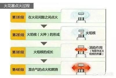 西里汉梗的养护常识:金枝玉叶怎么浇水？需要注意什么？