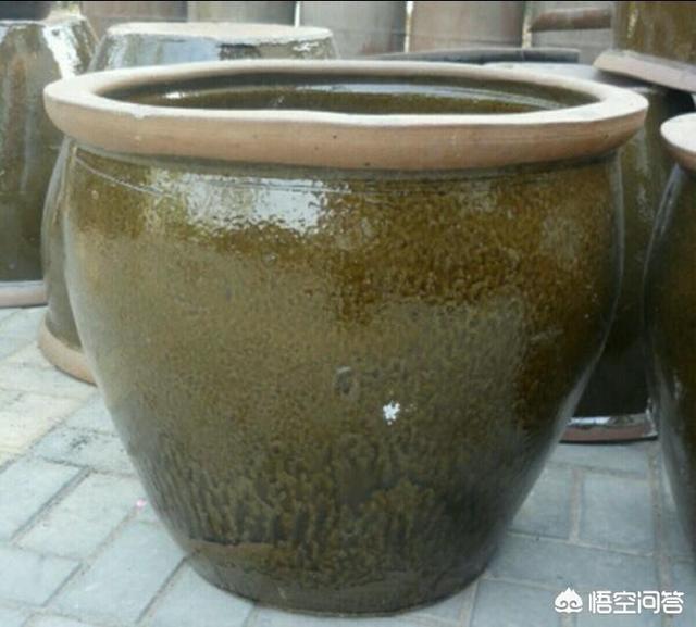 庭院荷花缸风水禁忌,为什么有些中国老宅喜欢在院子里放水缸有哪些