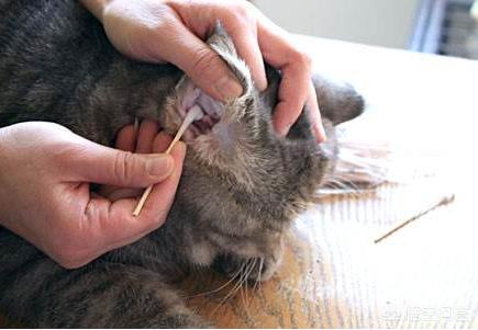 猫咪摇头:猫咪达拉耳朵甩头，猫咪耳朵干净却爱甩头怎么回事？