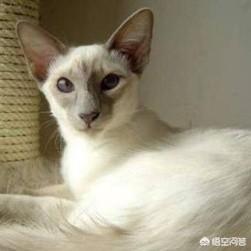 巴厘猫:巴厘猫三个月感冒了怎么对付？