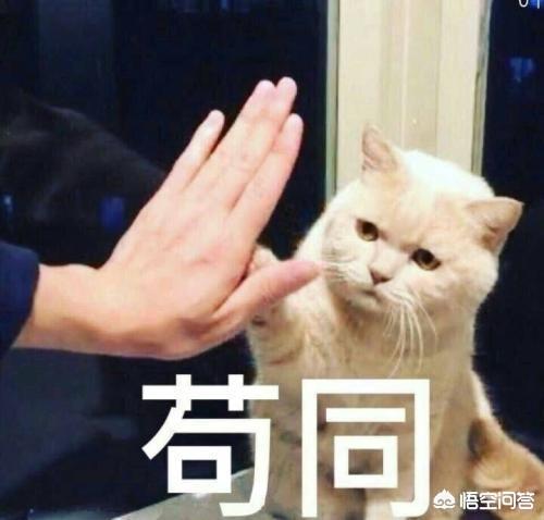 宠儿香猫咪营养膏:宠儿香强力多维狗狗营养膏 哪些猫咪需要吃宠物营养膏？肠胃不好的猫咪能吃猫营养膏吗？