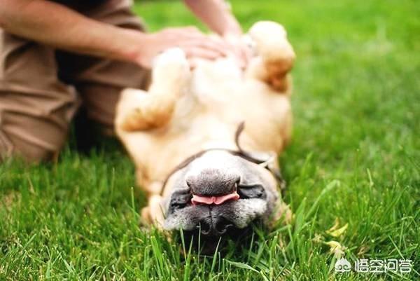 怎么训练狗把你当主人:狗会认狗或其他动物（除人以外）当主人吗？