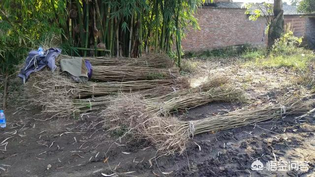 怎么做院子围墙又便宜又好看？插图