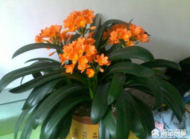 52君子兰网:室内君子兰竟然一年开花3，4次，叶厚根壮，怎么做到？