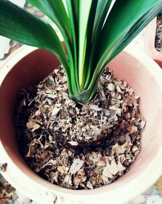 52君子兰网:室内君子兰竟然一年开花3，4次，叶厚根壮，怎么做到？