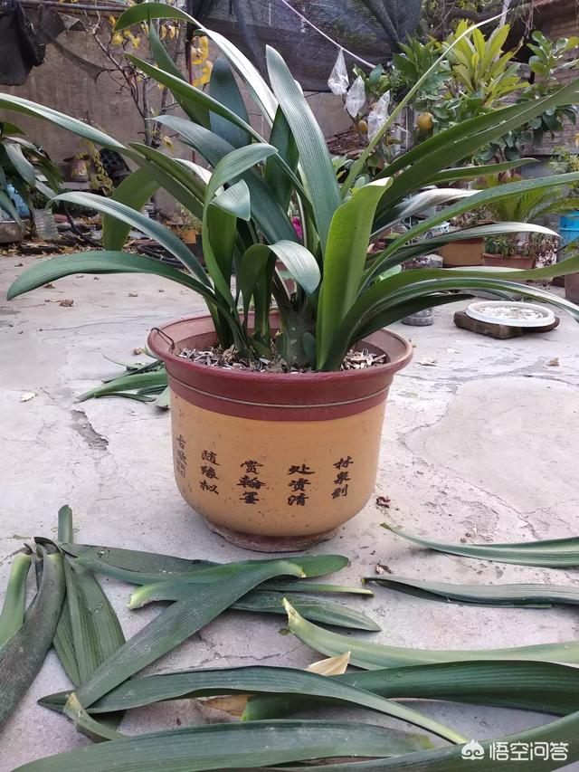 52君子兰网:室内君子兰竟然一年开花3，4次，叶厚根壮，怎么做到？