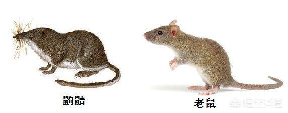 在进化史上有没有特别有趣或者奇葩的进化？