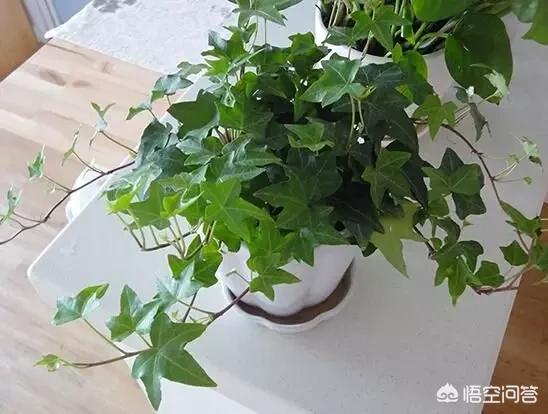 请问有哪些植物是不需要阳光,且比较能耐寒的？