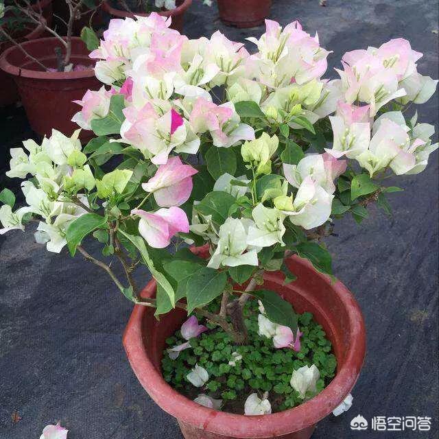 梅完梅了:出门一个月，回来我的三角梅枯萎了，只剩下枝干了，还能活吗