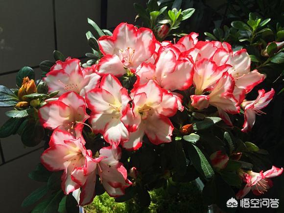 盆栽杜鹃花夏天怎么养:盆栽杜鹃花冬天怎么养 杜鹃长了花苞不开花，花苞慢慢干瘪、落苞，如何处理？