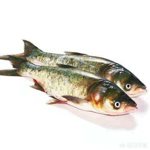 头条问答 - 小鲢鱼喂什么?(7个回答)