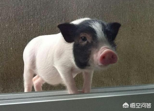 小香猪养殖:养殖香猪需要注意哪几点，怎样才能快速提高香猪的体重？