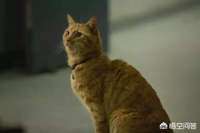 美国猫市长:《惊奇队长》里的猫为什么要抓局长的眼睛？