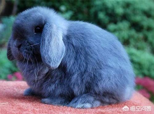 垂耳兔的图片:垂耳兔流眼泪流鼻涕怎么回事？