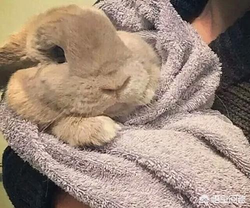 垂耳兔图片:家养垂耳兔耳朵里甩出水怎么回事？