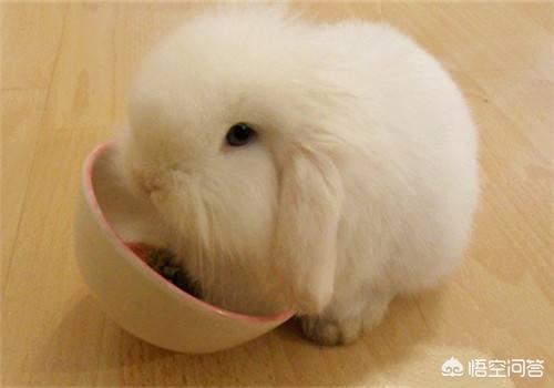 垂耳兔的图片:耳朵有耳螨的兔子能买吗,耳朵有耳螨的兔子会好吗？