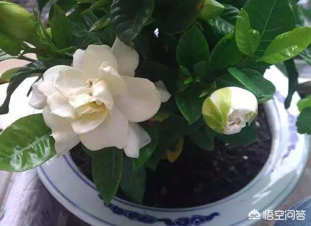 熊童子烂叶:多肉植物熊童子在夏天掉叶子怎么办？