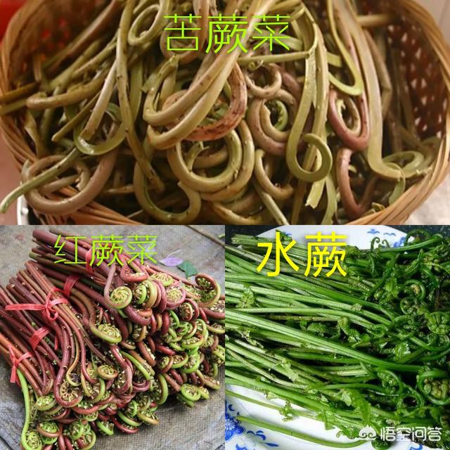 春季到了,可以去野外挖哪些野菜？
