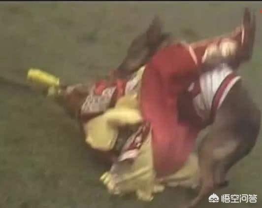 贪睡母女猫走红雌:《庆余年》叶轻眉什么来历？