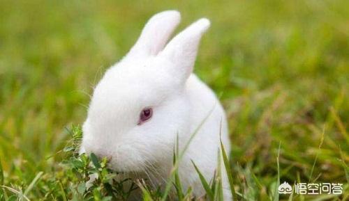 兔子眼里有异物是咋回事，为什么兔子鼻泪管堵塞，兔子一只眼睛流眼泪怎么办