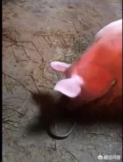 训练狗吃蛇:猪为什么不怕毒蛇还吃蛇？ 怎么训练狗不吃别人东西