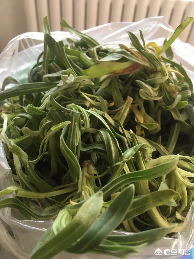 春天来了,你所在的农村里有哪些野菜,你最爱的是哪一种？