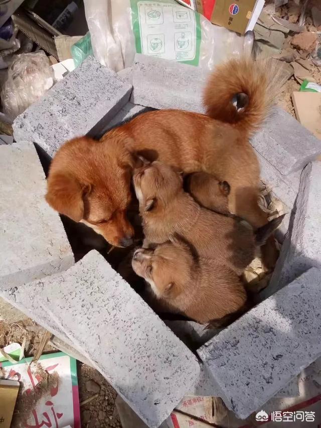 怎么做院子围墙又便宜又好看？插图114