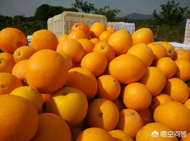 桔子的种类:现在要种柑橘，哪个品种比较好？