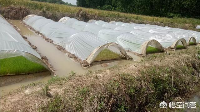 什么叫水稻的双膜育秧?有哪些需要注意的技术要点?