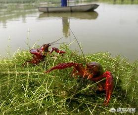 养鳌虾要放多深的水:现在是5月份了，虾池的水位多深合适？