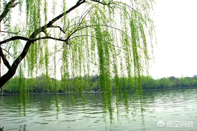 庭院十大吉祥之树,农村庭院屋前种哪些树寓意比较好？