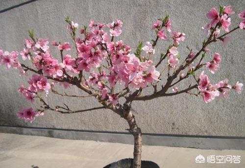 庭院十大吉祥之树,农村庭院屋前种哪些树寓意比较好？