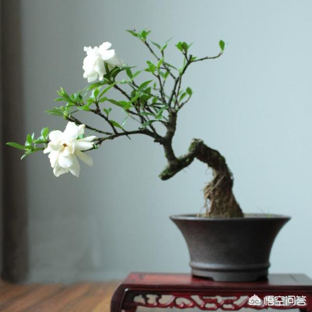 栀子有哪些形态特征和功效？