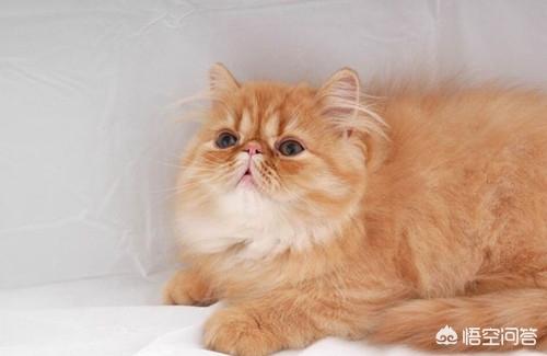 喜马拉雅猫多少钱:四个月喜马拉雅猫感冒，喜马拉雅猫感冒会自愈吗？