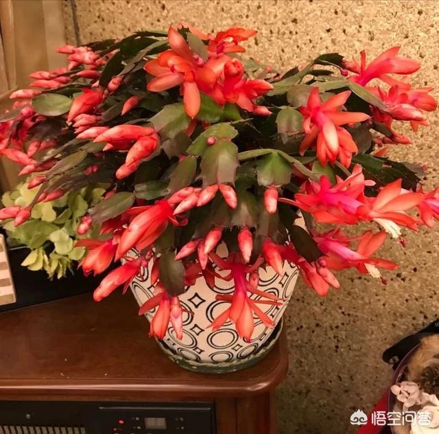 一叶兰l小盆怎样换大盆:一叶兰开花了可以分盆吗？怎么做？