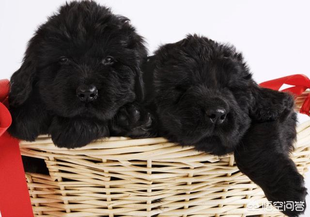纽芬兰犬该如何护理:阿拉斯加和纽芬兰犬谁更适合陪宝宝？