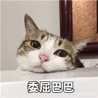 键盘猫:有的猫咪为什么喜欢趴键盘？