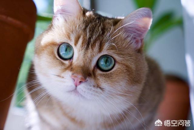 猫白血病传染婴儿:猫咪得了白血病怎么办？能治好吗？
