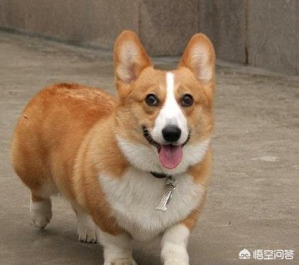 黑白卡迪根威尔士柯基犬:电影《一条狗的使命》中有哪些品种的狗？